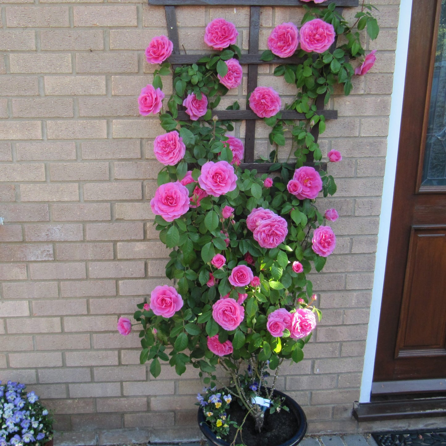 Rosa 'Gertrude Jekyll' (Gertrude Jekyll Climbing Rose)