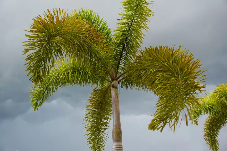 Wodyetia bifurcata (Foxtail Palm)