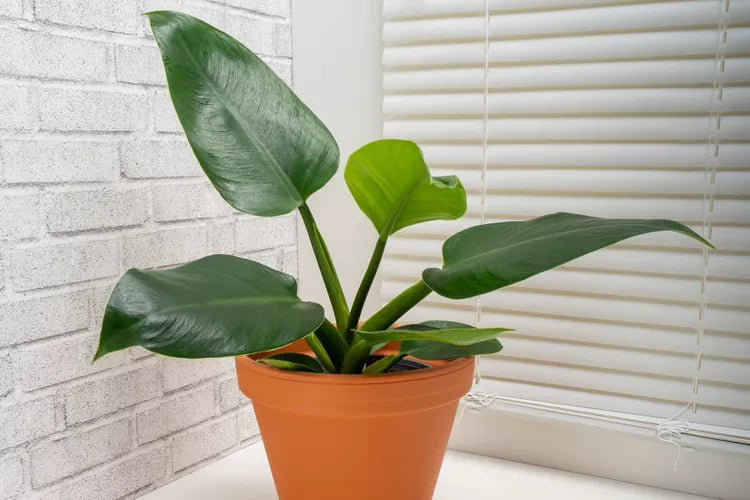 Philodendron ‘Imperial Green’