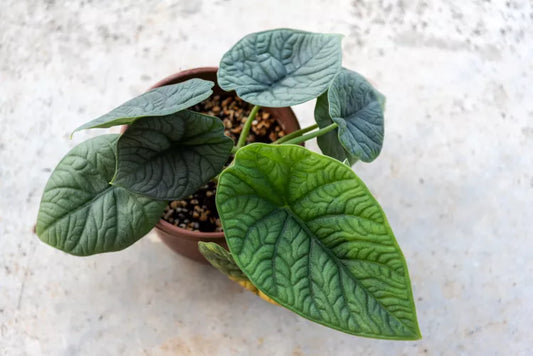 Alocasia melo (Alocasia rugosa / Jewel Alocasia)