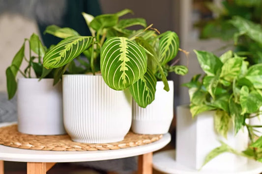 Maranta leuconeura ‘Lemon Lime’ (Lemon Lime Prayer Plant)