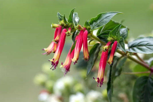 Cuphea ‘Sparkler Blueberry’ (Blackberry Sparkler)