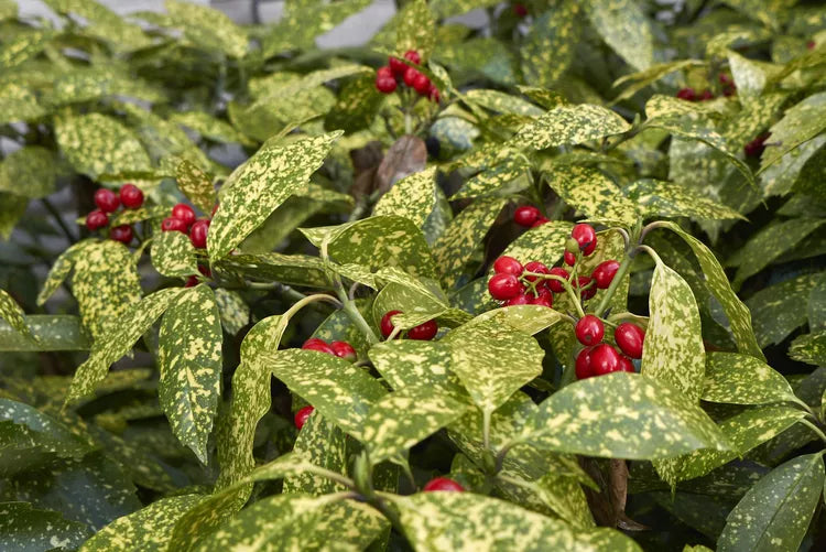 Aucuba japonica ‘Variegata’ – Gold Dust Plant