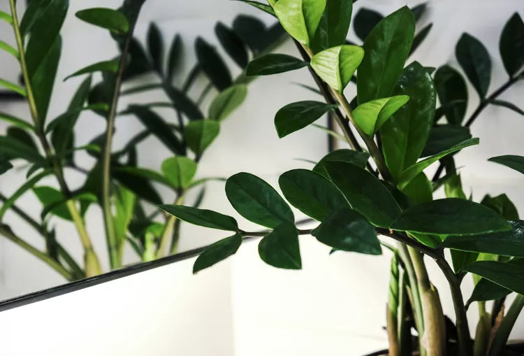 Zamioculcas zamiifolia Dark Zamicro (Zanzibar Gem)