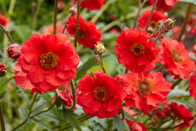 Geum ‘Mrs J. Bradshaw’ (Scarlet Avens)