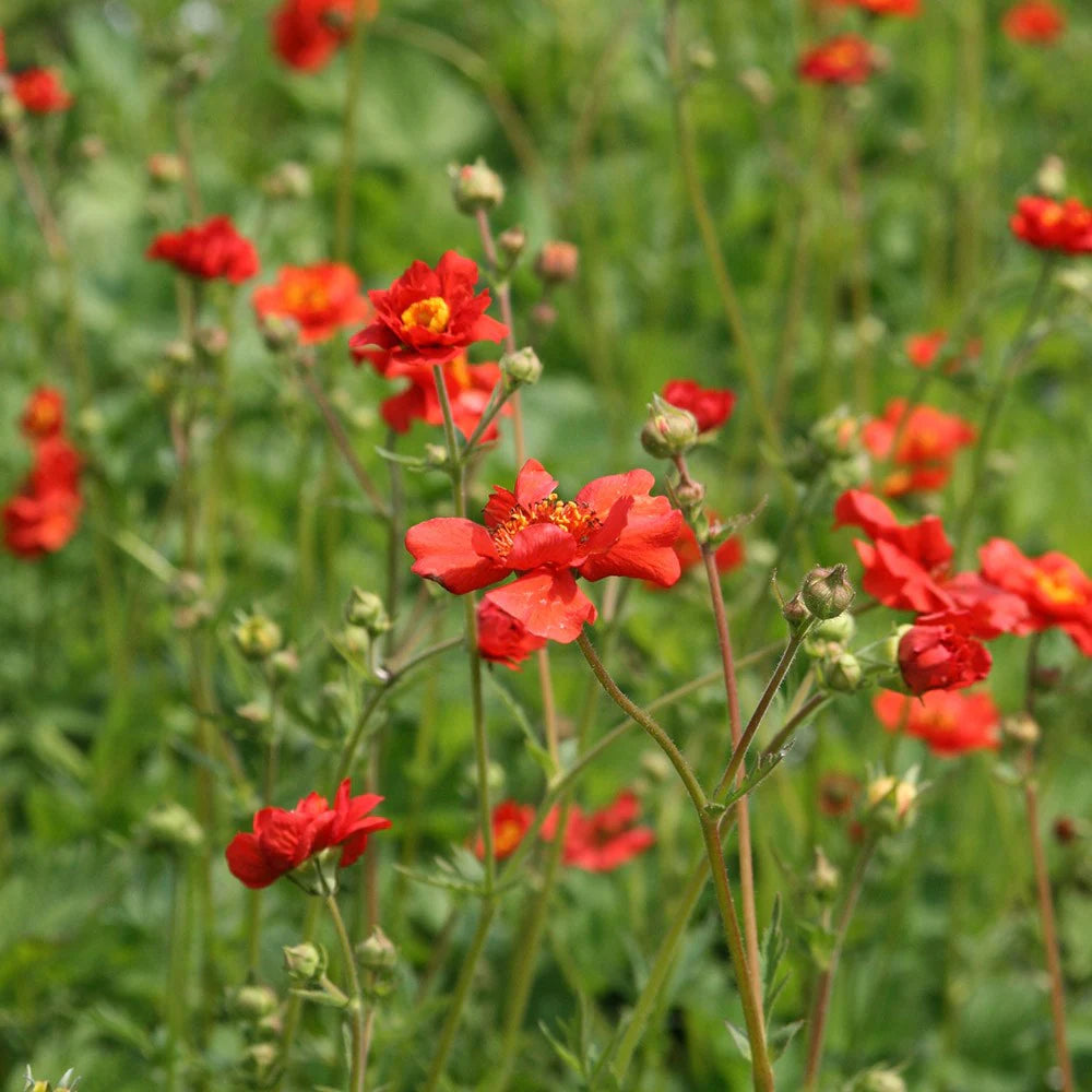 Geum ‘Mrs J. Bradshaw’ (Scarlet Avens)