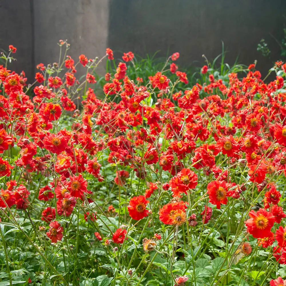Geum ‘Mrs J. Bradshaw’ (Scarlet Avens)
