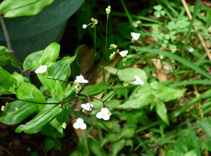 Gibasis geniculata (Tahitian Bridal Veil)