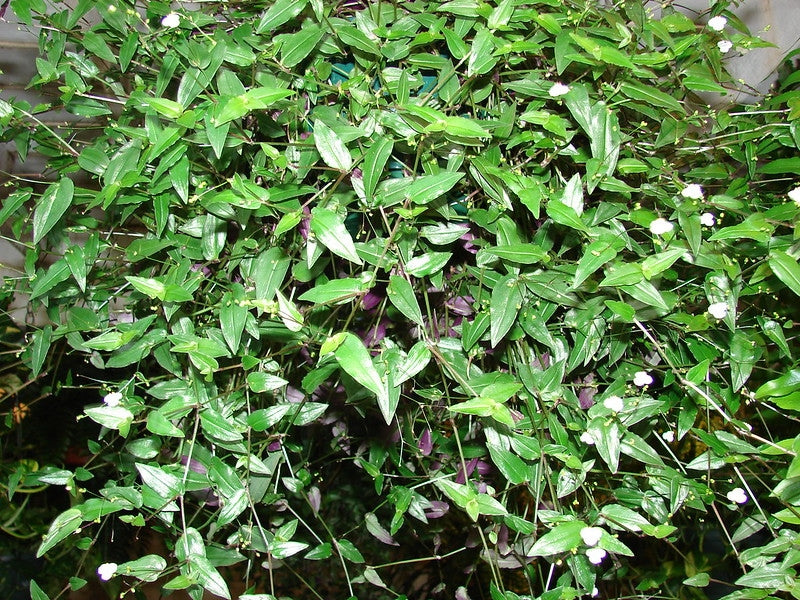 Gibasis geniculata (Tahitian Bridal Veil)