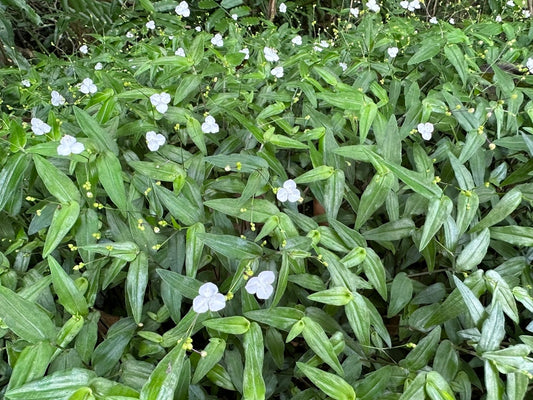 Gibasis geniculata (Tahitian Bridal Veil)
