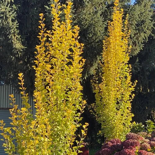 Ginkgo Biloba ‘Lemonlime Spire’ (Maidenhair Tree)