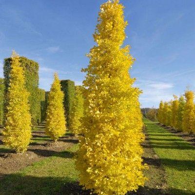 Ginkgo Biloba ‘Lemonlime Spire’ (Maidenhair Tree)