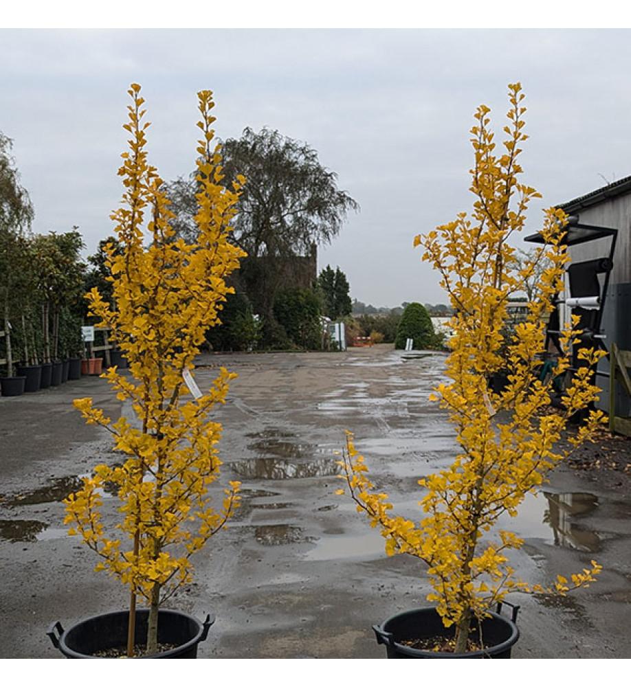 Ginkgo Biloba ‘Lemonlime Spire’ (Maidenhair Tree)