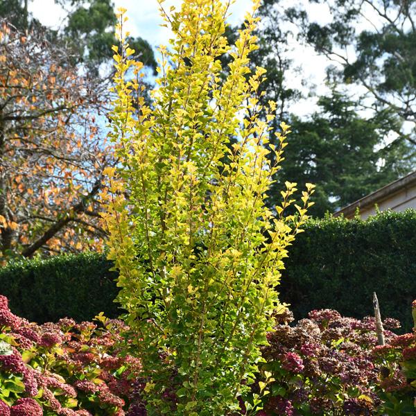Ginkgo Biloba ‘Lemonlime Spire’ (Maidenhair Tree)