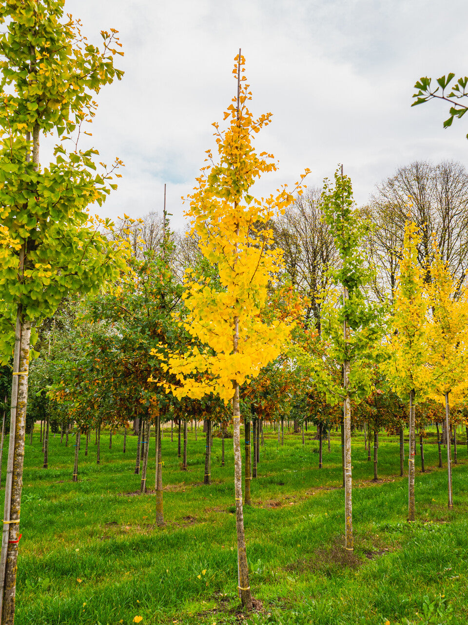 Ginkgo Biloba (Maidenhair Tree) PLEACHED