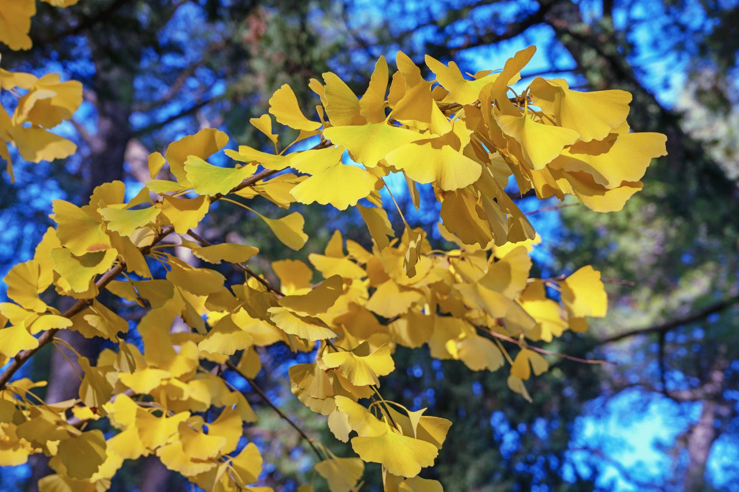Ginkgo Biloba (Multi-Trunked Maidenhair Tree)