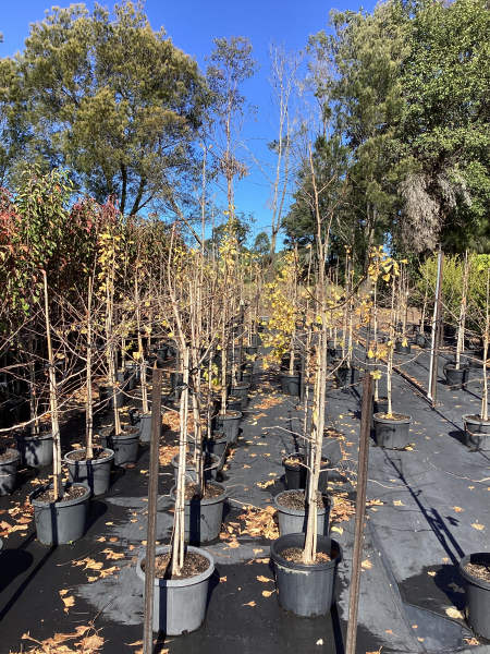 Ginkgo Biloba (Maidenhair Tree)