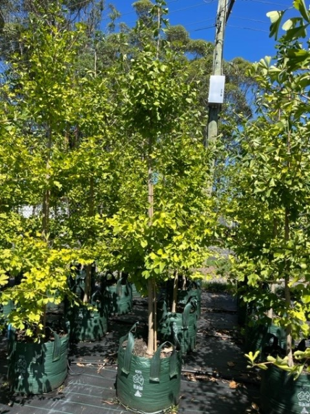 Ginkgo Biloba (Maidenhair Tree)
