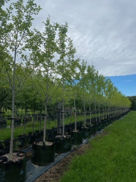 Ginkgo Biloba (Maidenhair Tree)