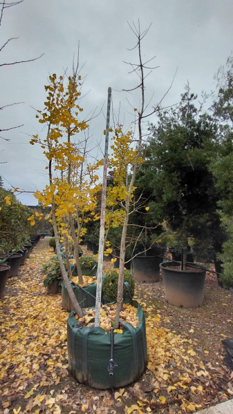 Ginkgo Biloba (Maidenhair Tree)