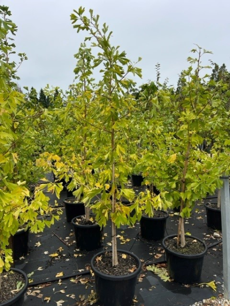 Ginkgo Biloba (Maidenhair Tree)