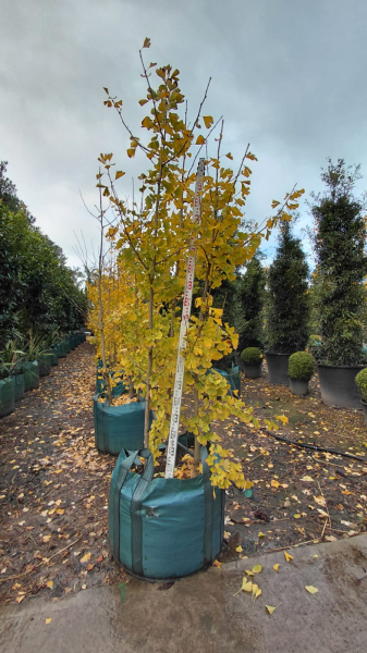 Ginkgo Biloba (Maidenhair Tree) Multi Trunked