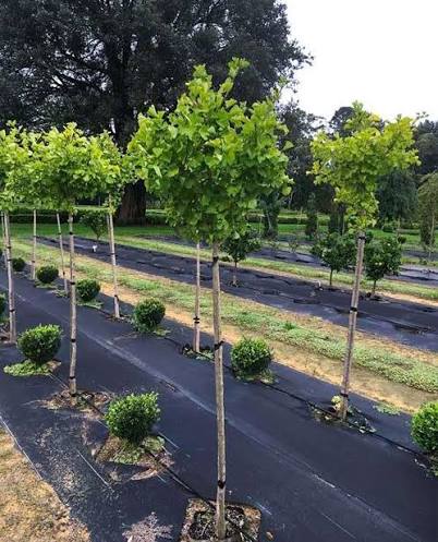 Ginkgo Biloba (Maidenhair Tree) PLEACHED