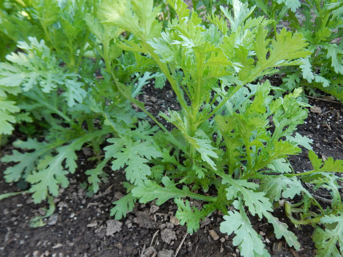 Glebionis Coronaria (Chop Suey Greens)