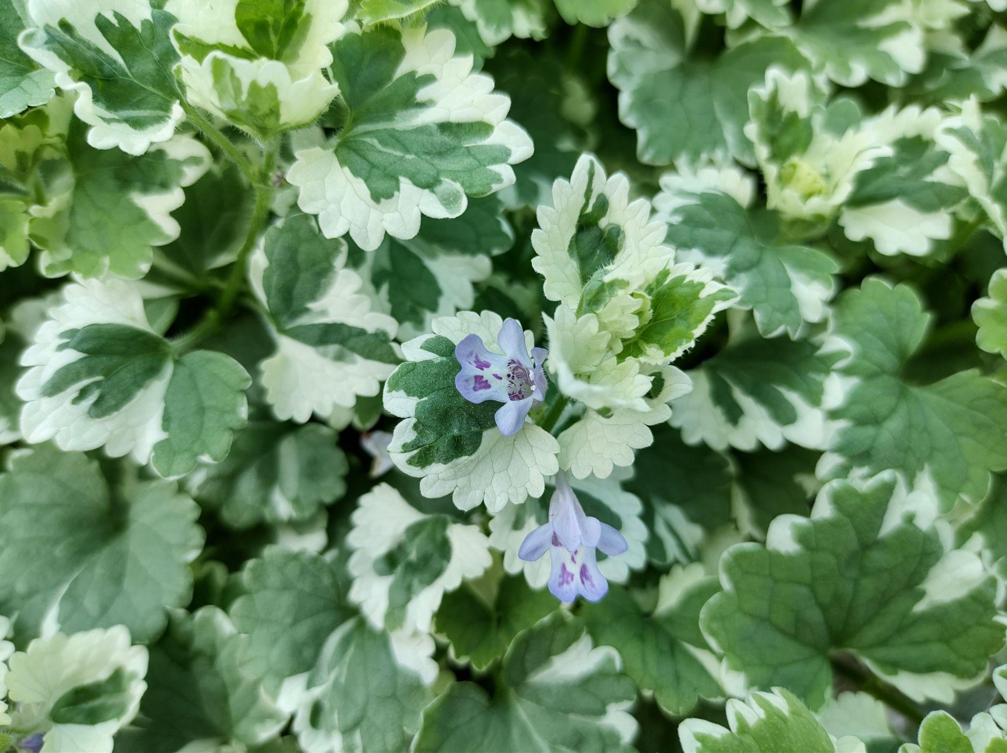 Glechoma Hederacea 'Variegata' (Variegated Creeping Charlie)