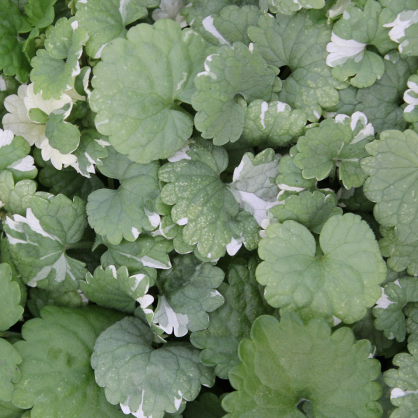 Glechoma Hederacea 'Variegata' (Variegated Creeping Charlie)