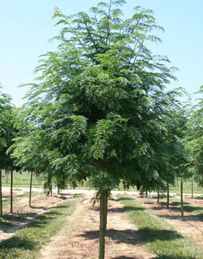 Gleditsia Triacanthos Var. Inermis 'Shademaster' (Honey Locust)