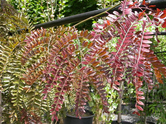 Gleditsia Triacanthos Var. Inermis ‘Ruby Lace’ (Ruby Lace Honey Locust)