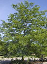Gleditsia Triacanthos Var. Inermis 'Shademaster' (Honey Locust)