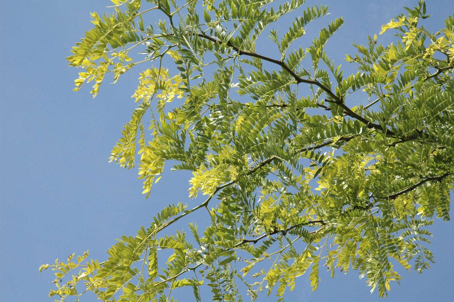 Gleditsia Triacanthos Var. Inermis ‘Sunburst’ (Sunburst Honey Locust)
