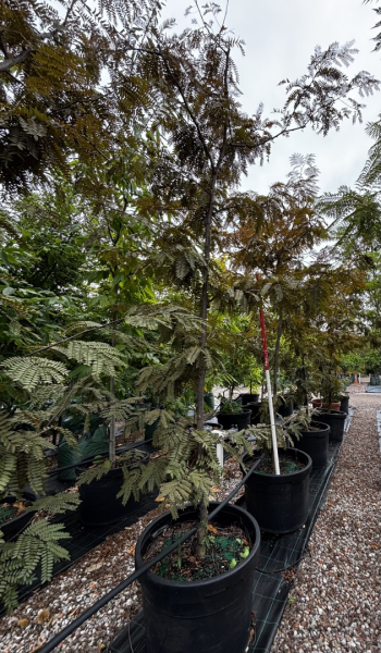 Gleditsia Triacanthos Var. Inermis ‘Ruby Lace’ (Ruby Lace Honey Locust)