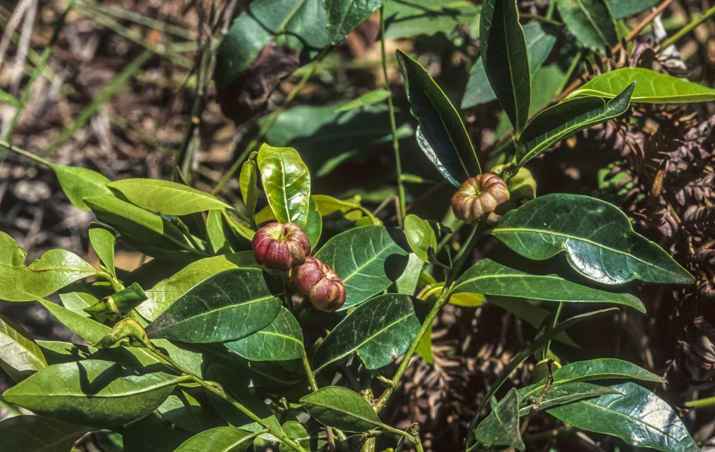 Glochidion Ferdinandi (Cheese Tree / Buttonwood)