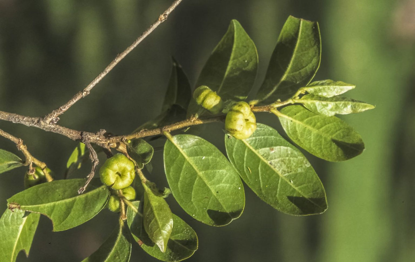Glochidion Ferdinandi (Cheese Tree / Buttonwood)