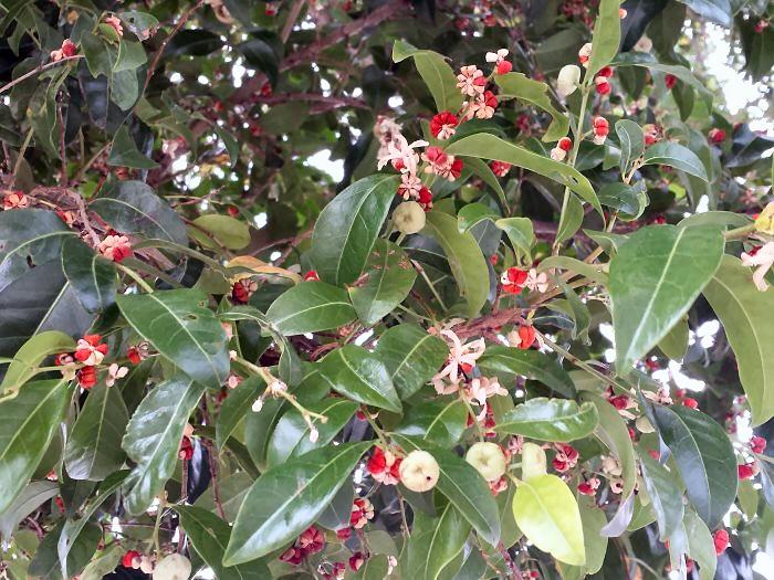 Glochidion Ferdinandi (Cheese Tree / Buttonwood)