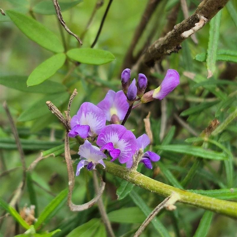 Glycine Microphylla (Small-Leaved Glycine)