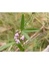 Glycine clandestina (Twining Glycine / Coast Glycine)