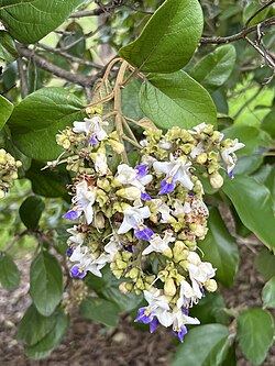 Gmelina leichhardtii (White Beech)