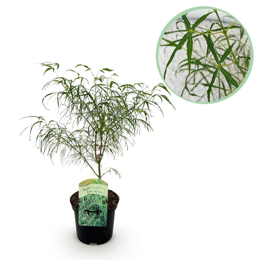 Acer Palmatum ‘Koto-Ito-Komachi’ (Threadleaf Japanese Maple)