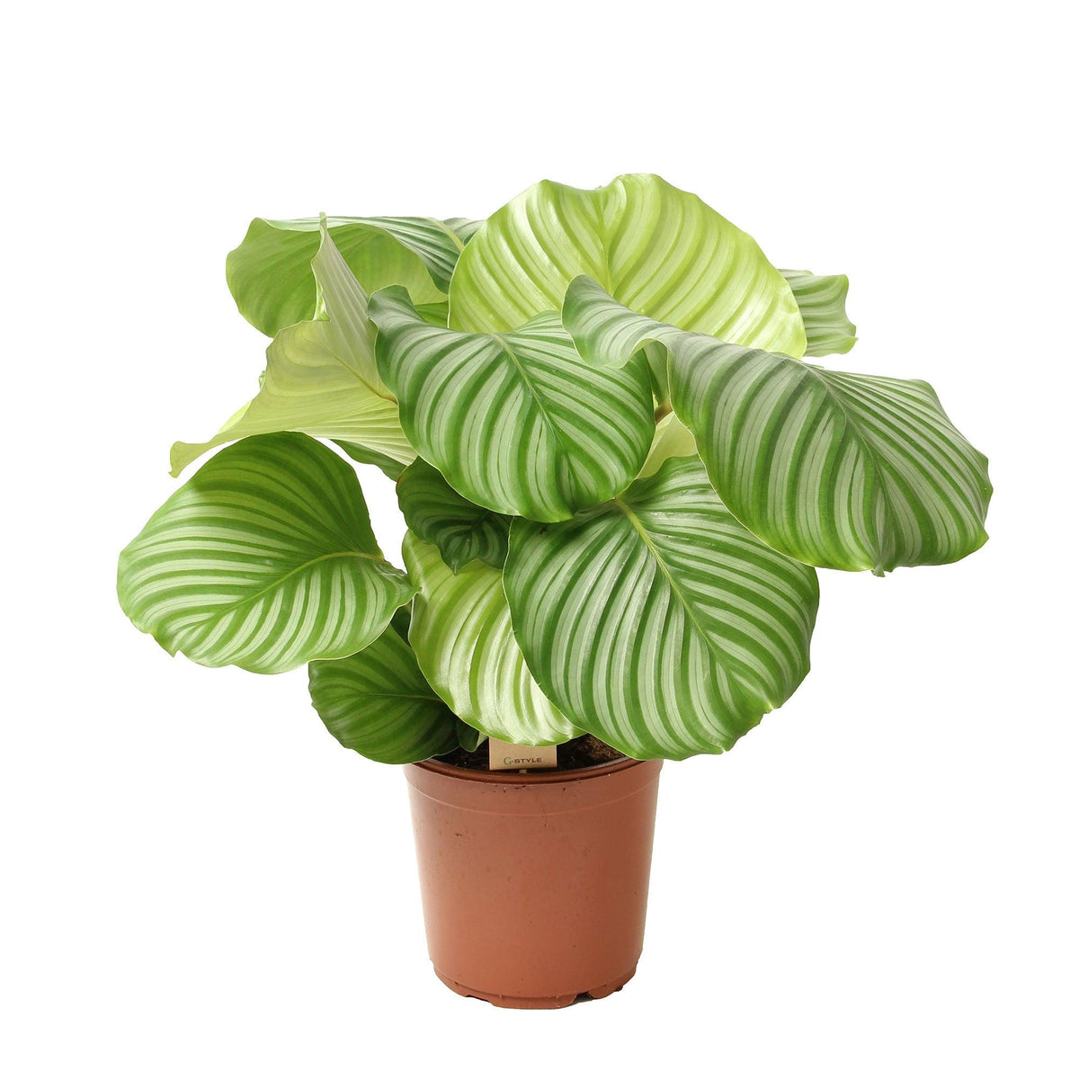 Goeppertia Orbifolia (Orbifolia Prayer Plant)
