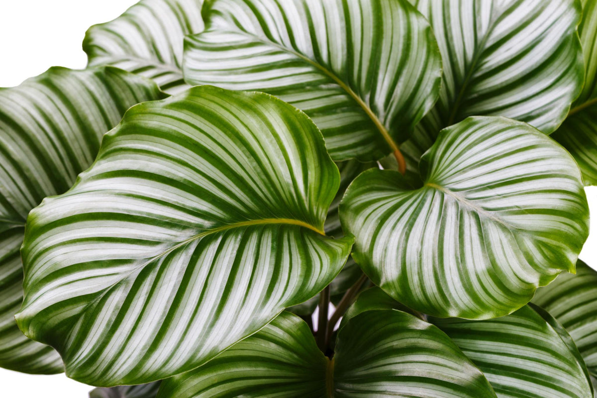 Goeppertia Orbifolia (Orbifolia Prayer Plant)