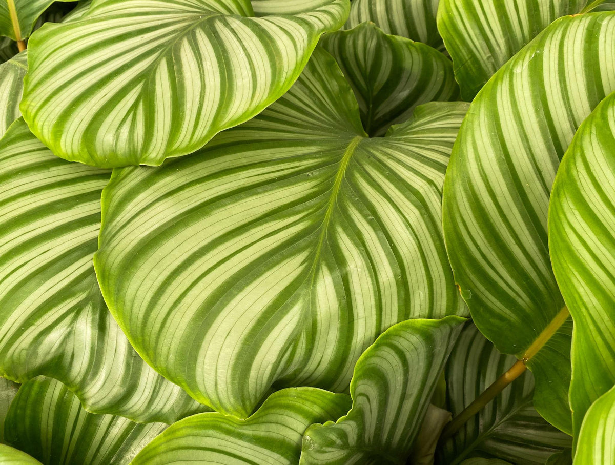 Goeppertia Orbifolia (Orbifolia Prayer Plant)
