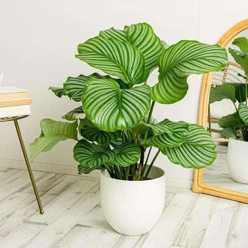 Goeppertia Orbifolia (Syn. Calathea Orbifolia)