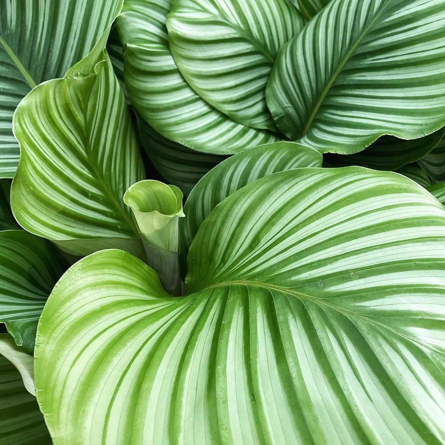 Goeppertia Orbifolia (Syn. Calathea Orbifolia)