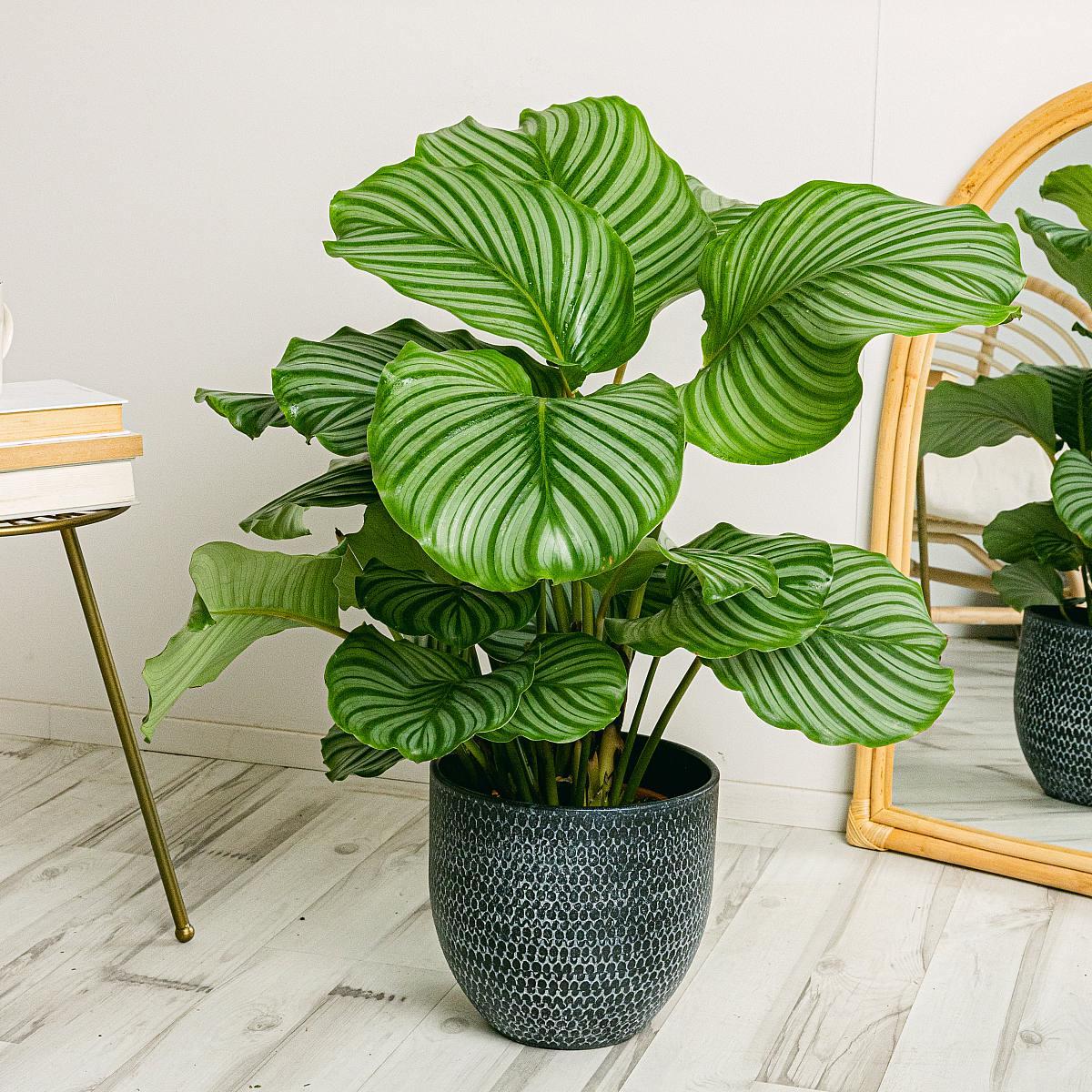Goeppertia Orbifolia (Syn. Calathea Orbifolia)