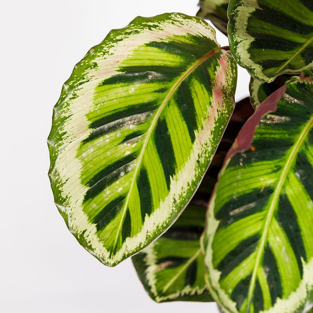 Goeppertia Roseopicta ‘Illustris’ (Illustris Calathea)