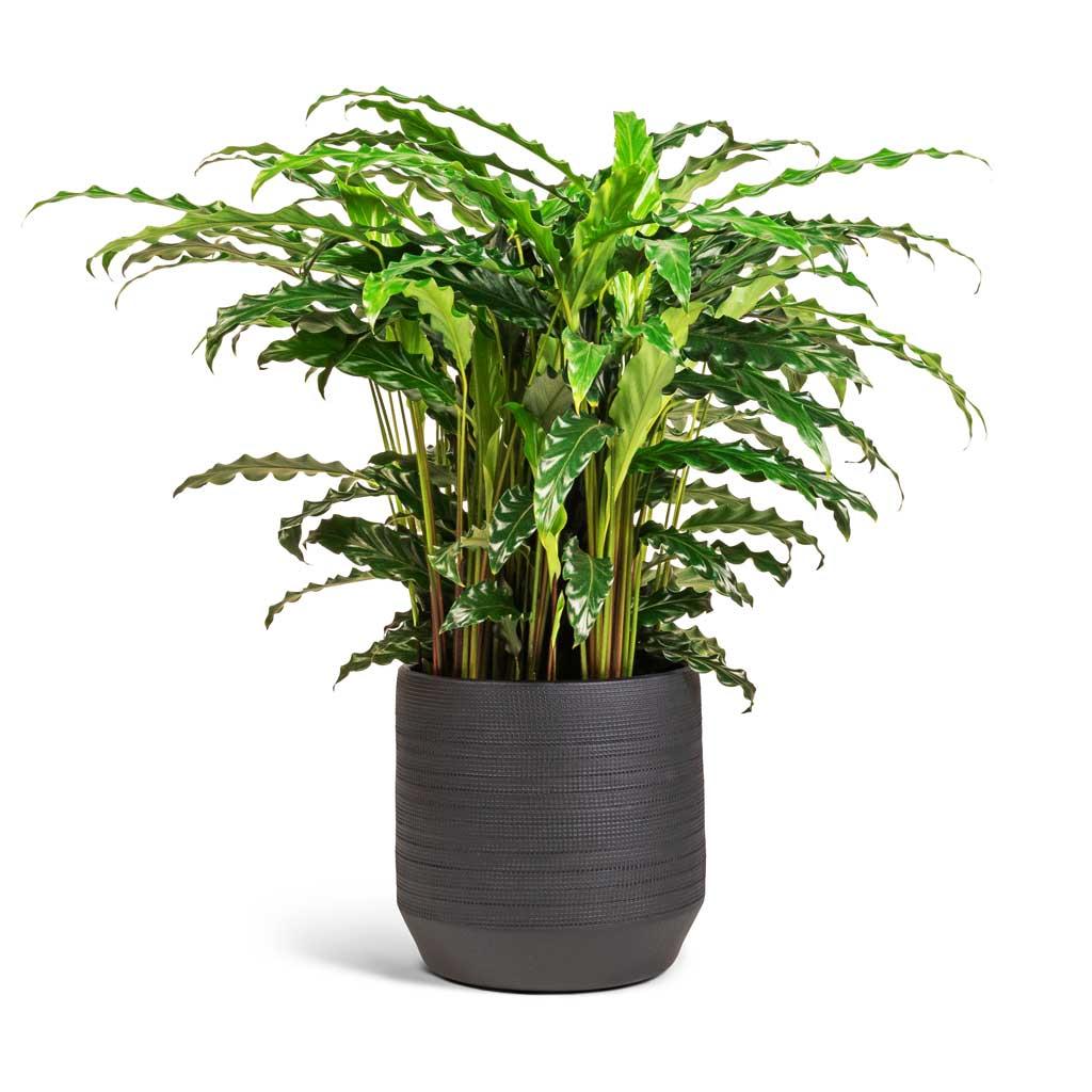 Goeppertia Rufibarba (Fuzzy Feather Calathea)